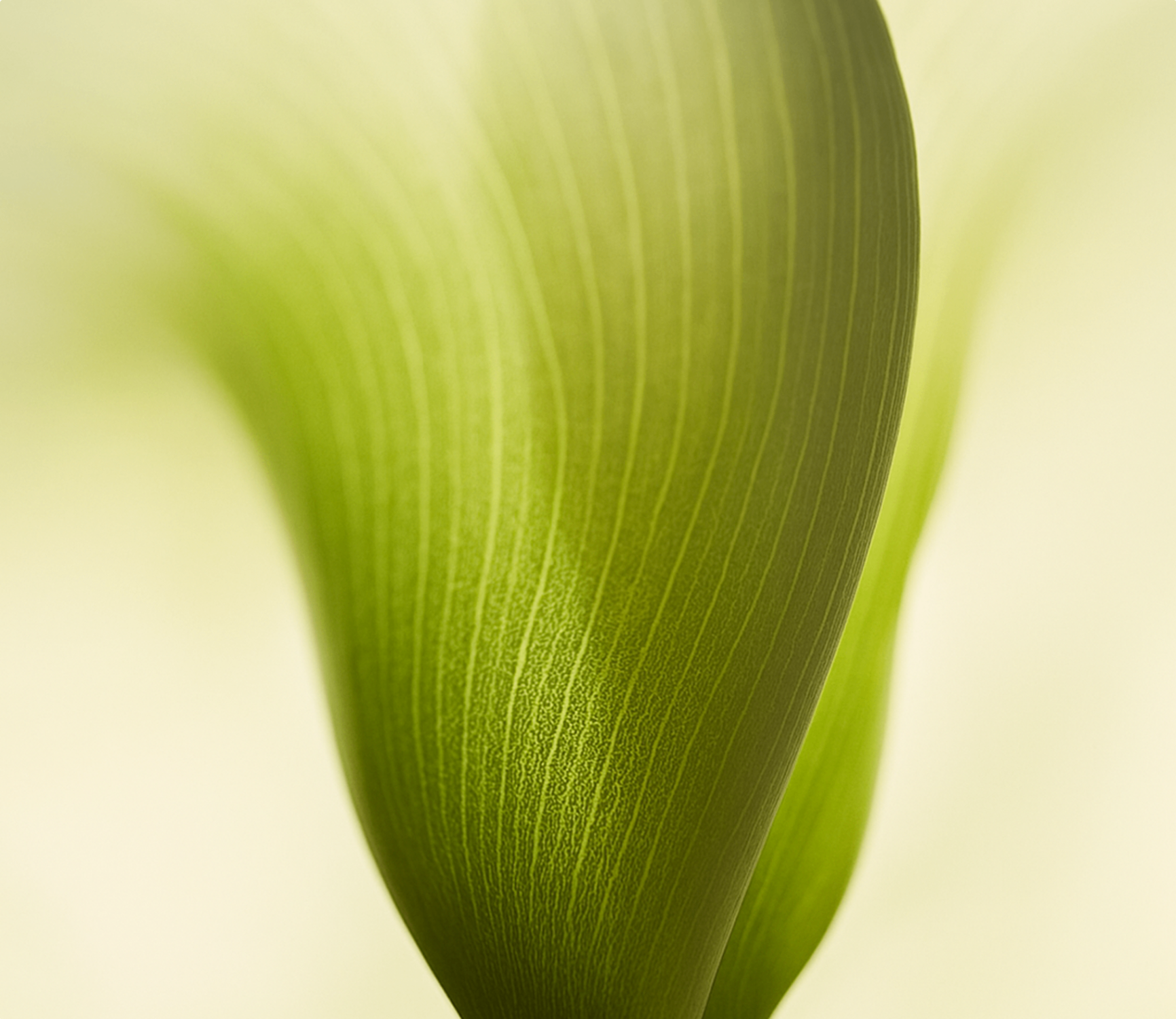 Abstract KEYONIQ leaf texture